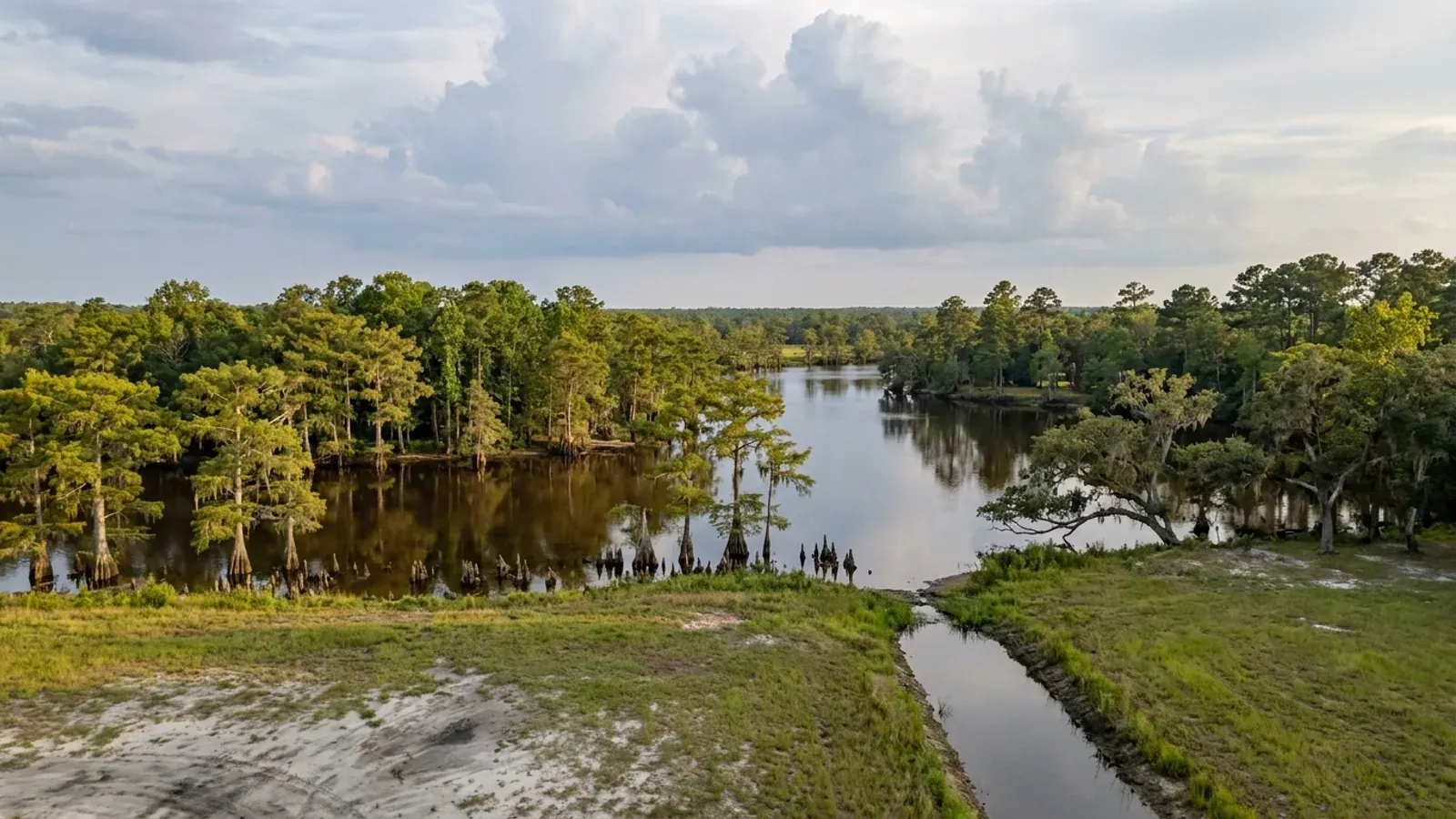 A still, dark blackwater river channel with buttressed bald cypress and knees in the shallows, loblolly pine and gum on the far bank and a flat grassy field edge in front.